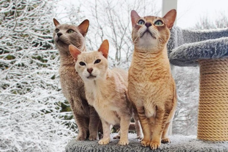 Luxury Cat Hotel in Essex: A Furry Festive Wonderland