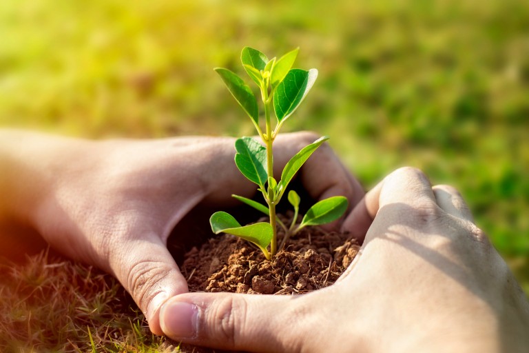 Chelmsford's Green Future: 1,000 New Trees