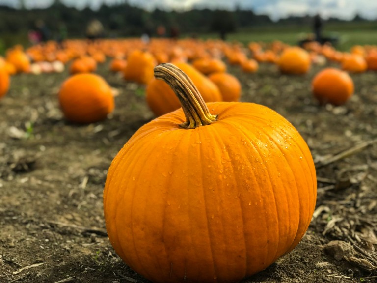 Explore Essex's Best Pumpkin Patches 2025