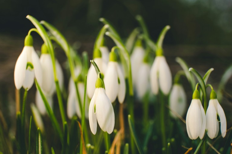 Explore Essex's Enchanting Snowdrop Gardens