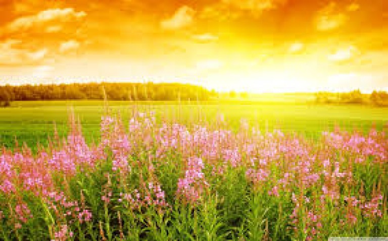 Summer 2016: 10 Things to do in and around Chelmsford