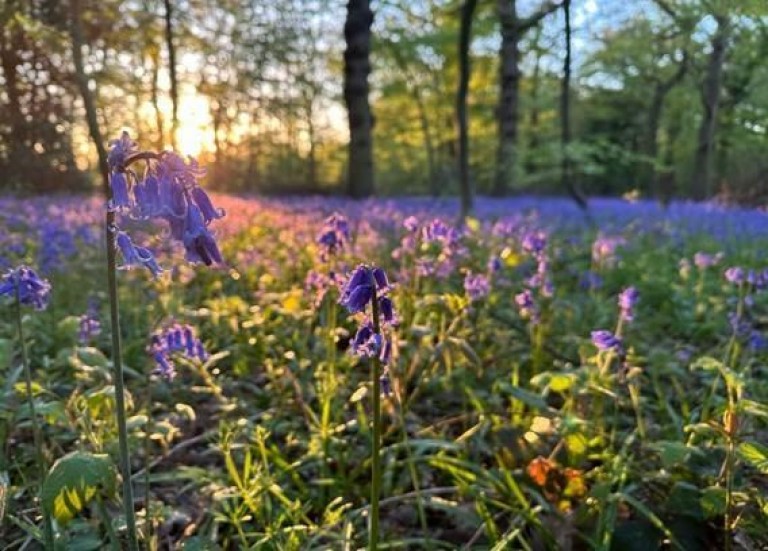 Hanningfield: Among Essex's Best Bluebell Walks